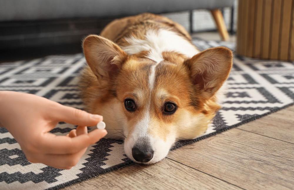 desparasitación interna y externa perros